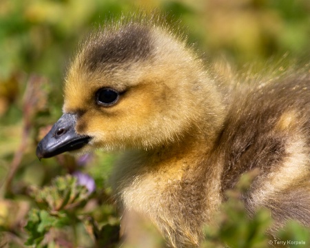 Baby Canada Goose