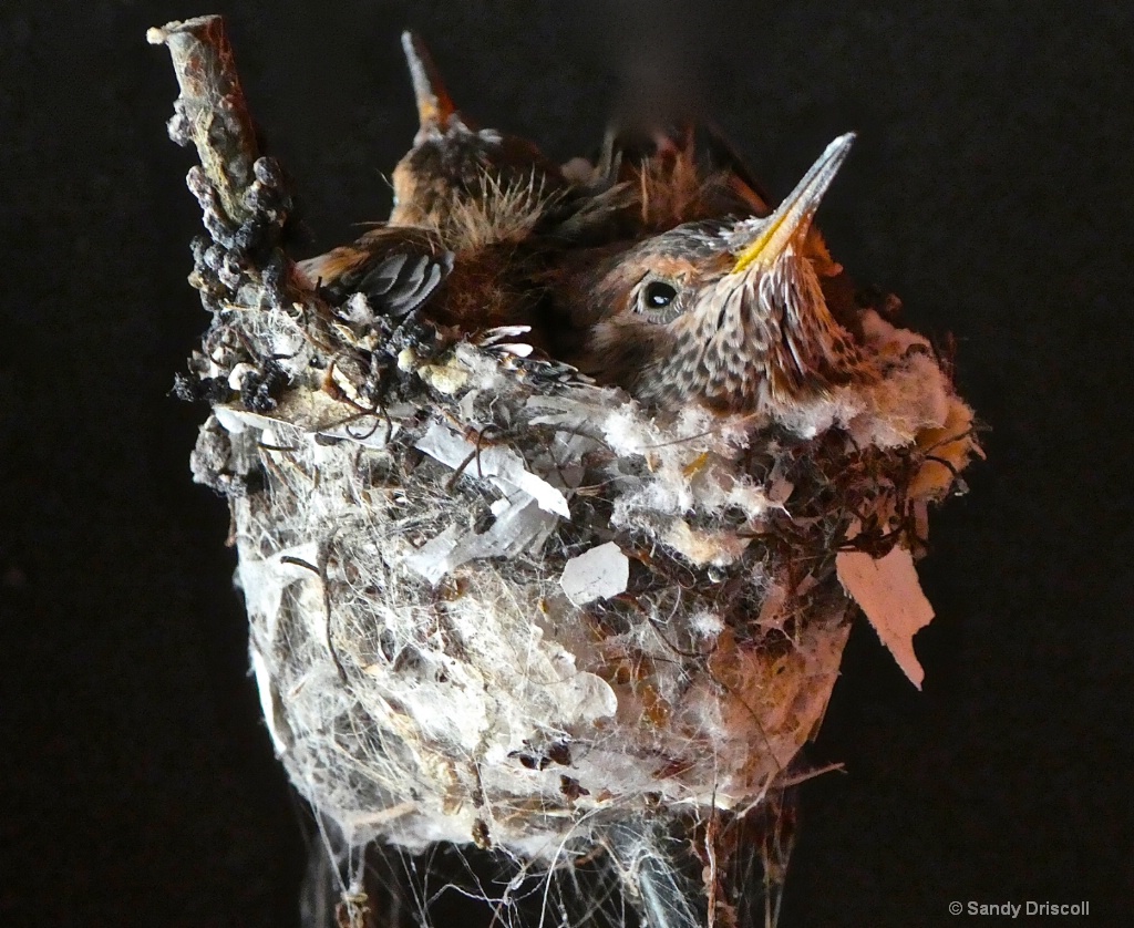 Baby Hummingbirds