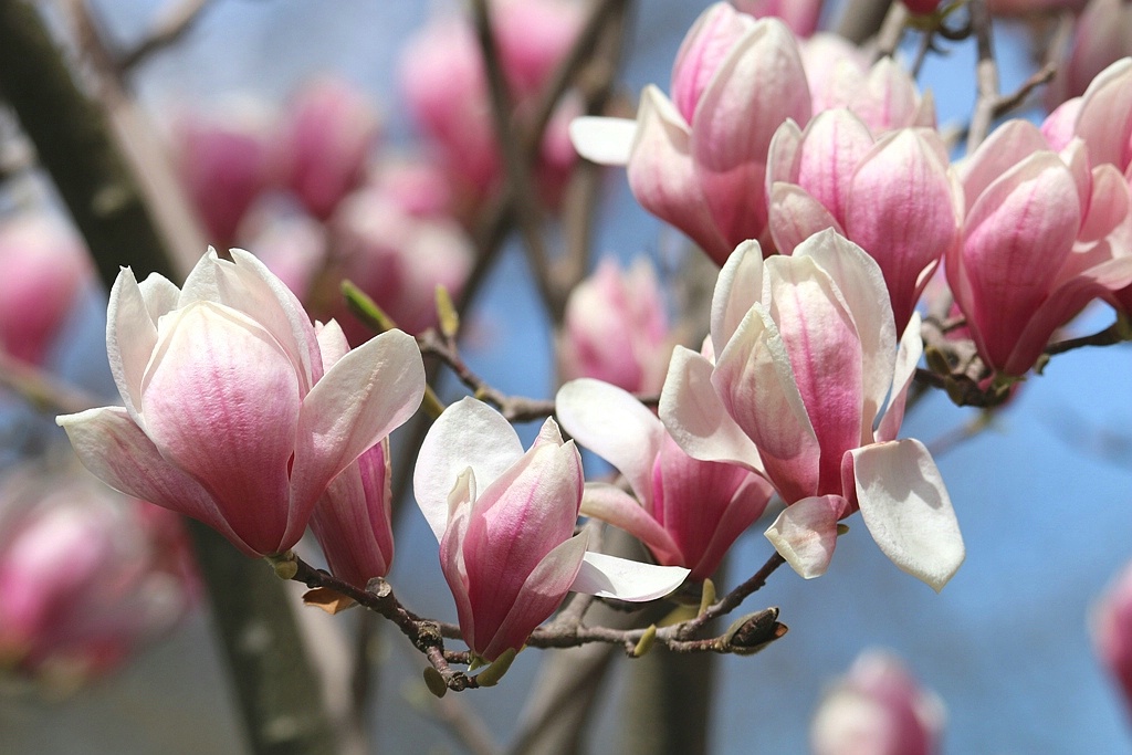 Magnolia Madness