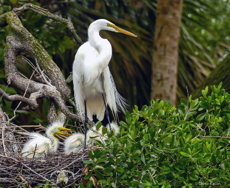 Great Heron Family