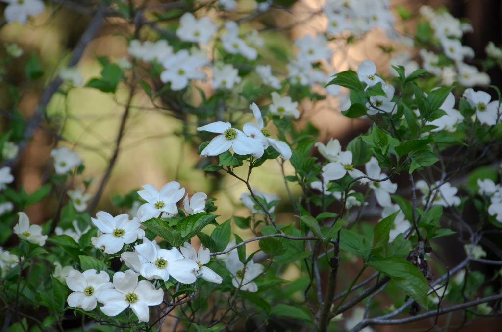 Dogwood in Redwood Forest