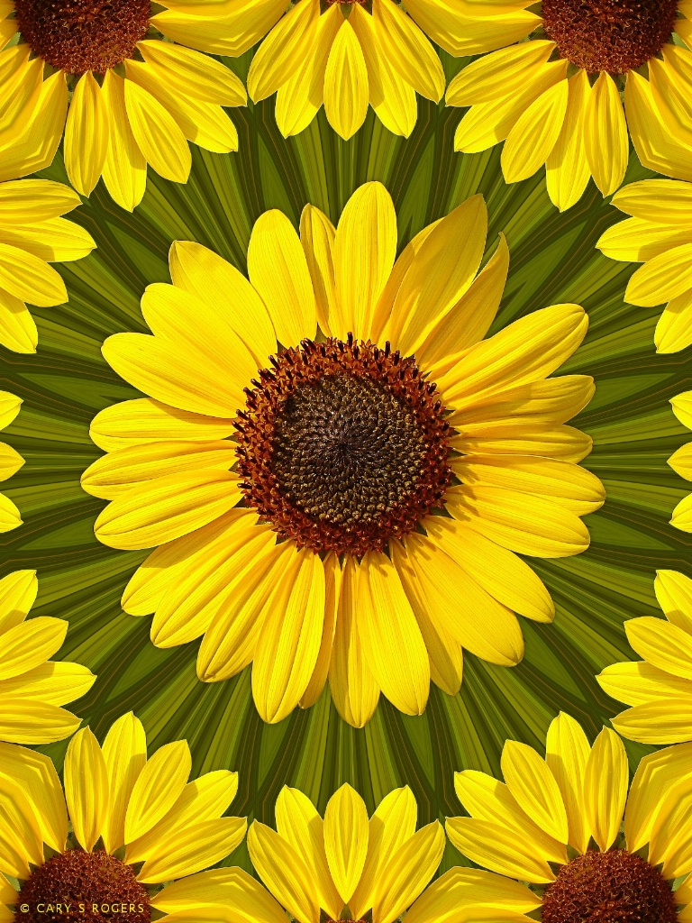 When Sunflowers Dream