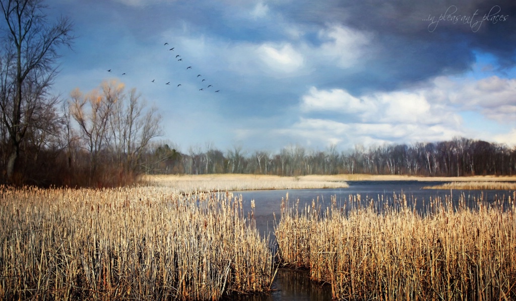 Swans over the Marsh