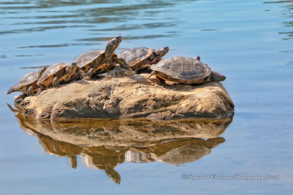 Turtle Island