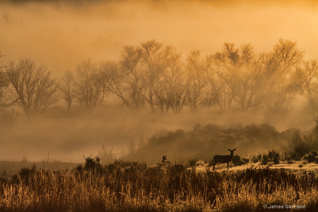 Deer Along the Yampa