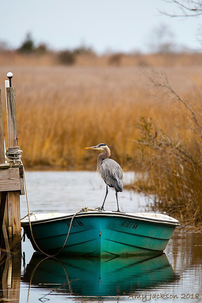 Great Blue Heron on Fishing Boat