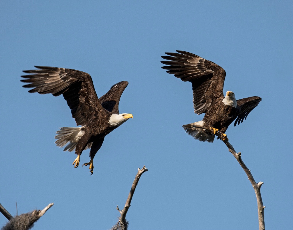 Eagle Pair  4 - ID: 15562419 © Michael Cenci