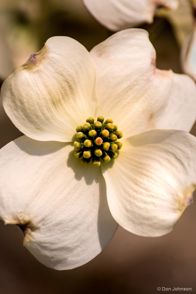 Dogwood Blossom 4-21-18 129