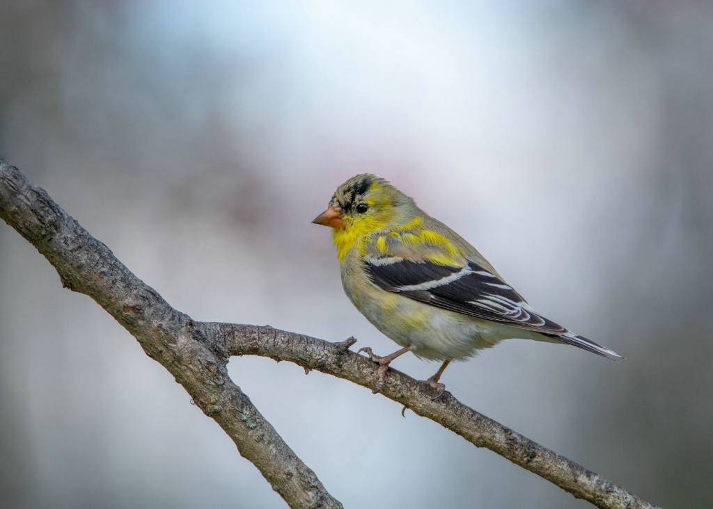 Golden Finch