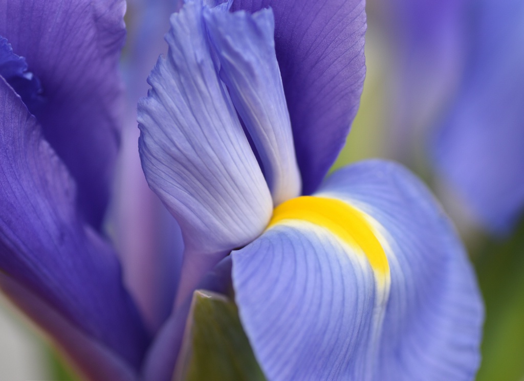 Iris Glow II