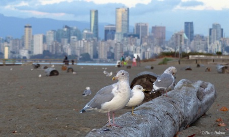 Beach seagulls