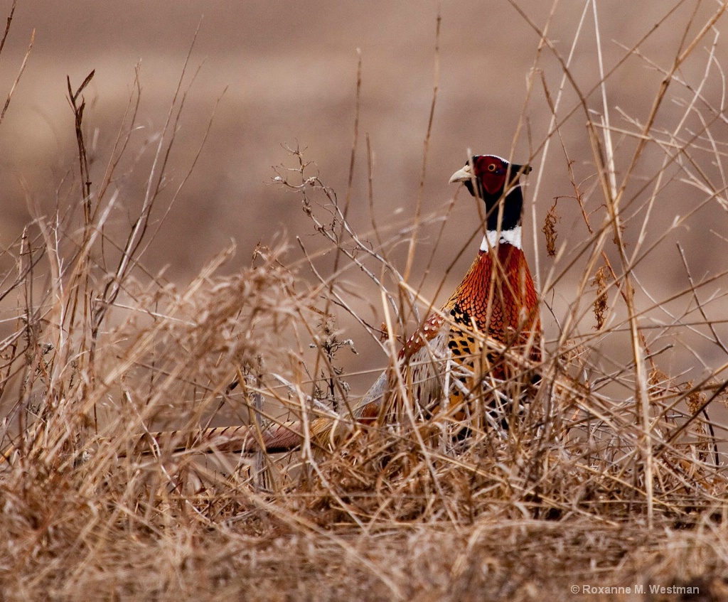 Through the brush, ring necked pheasant - ID: 15563663 © Roxanne M. Westman