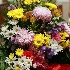© M.  Martha M. Eid PhotoID# 15563727: 6D3A1198.JPG