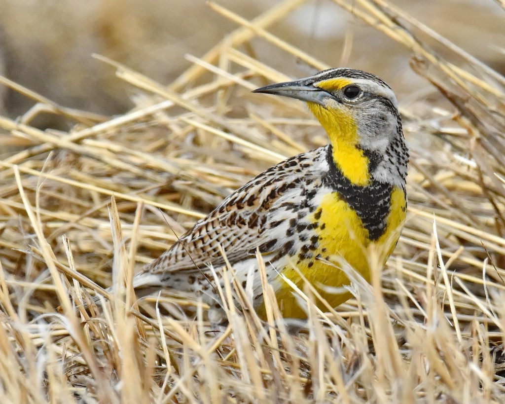 Meadowlark