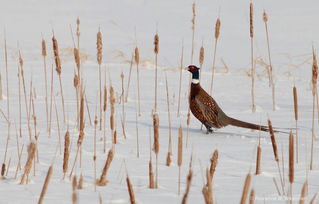 Ring necked phesant 2 - ID: 15563742 © Roxanne M. Westman