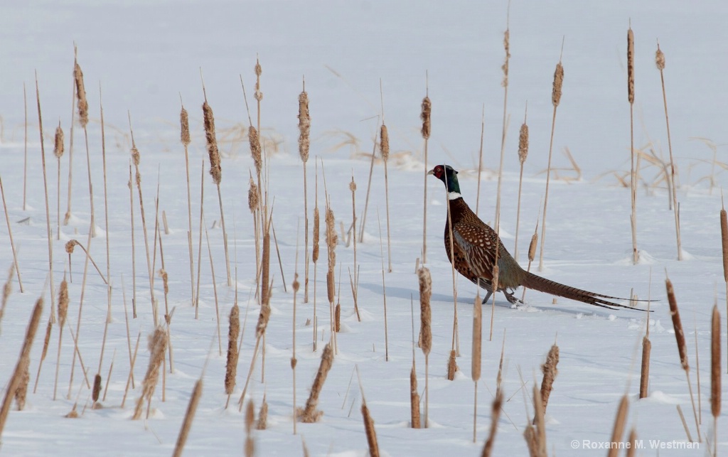 Ring necked phesant 1 - ID: 15563743 © Roxanne M. Westman