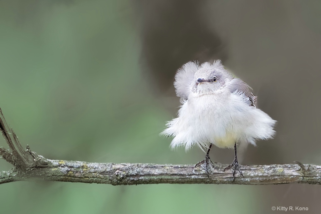 The Fluffy Mockingbird 