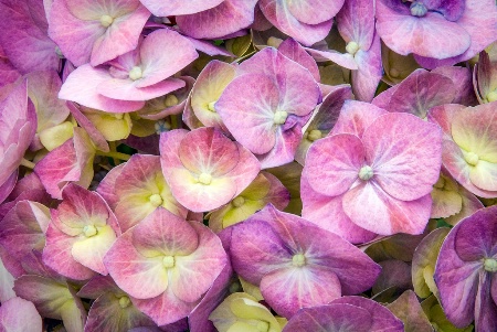 Pink Petals