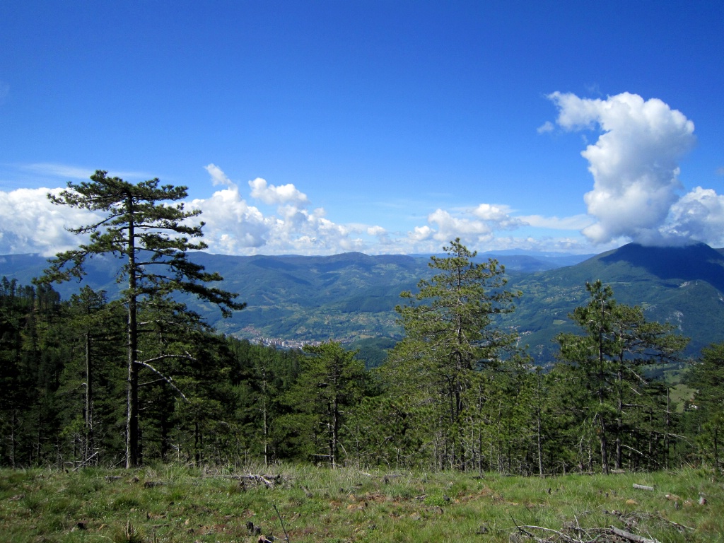 Mountain, Pine Trees and Sky