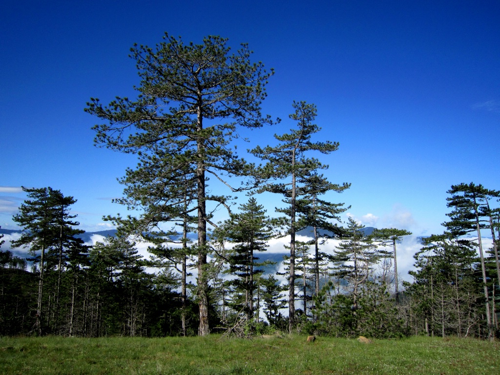 Mountain Pine Trees