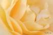 The Yellow Rose O...