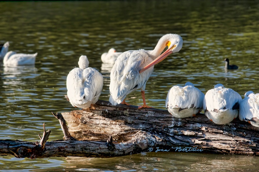 Preening