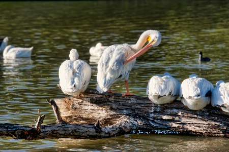 Preening