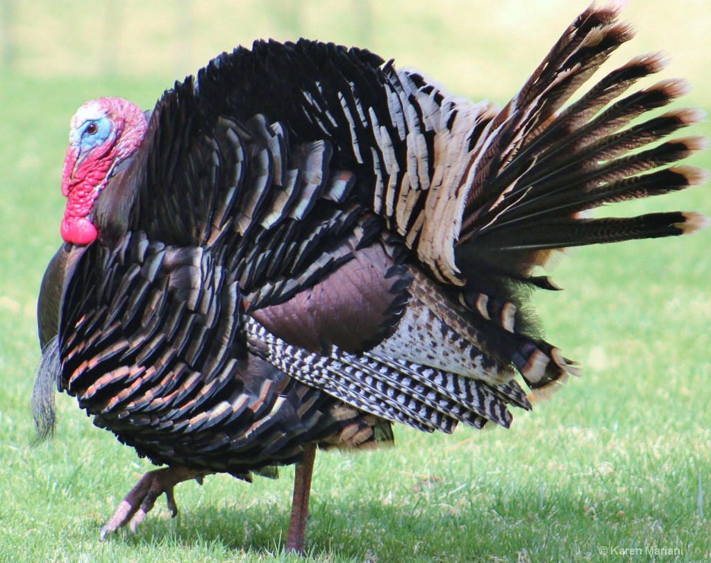 Wild Turkey in Colorado