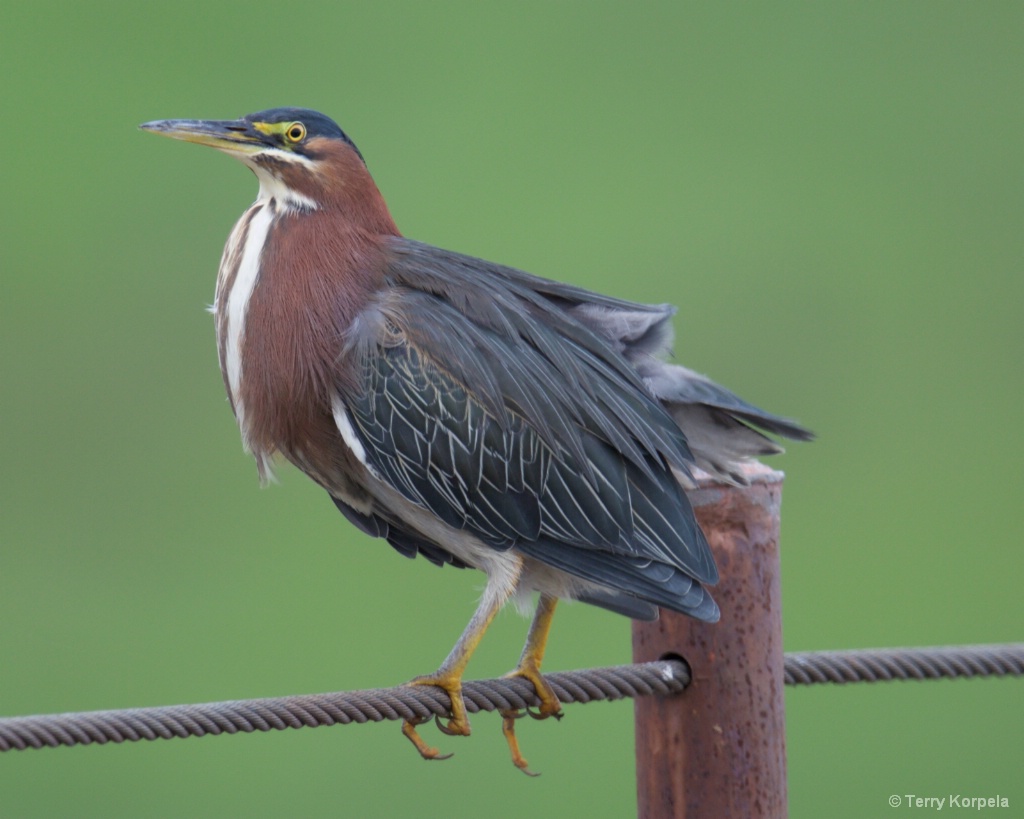 Green Heron - ID: 15564412 © Terry Korpela