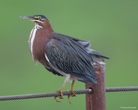 Green Heron