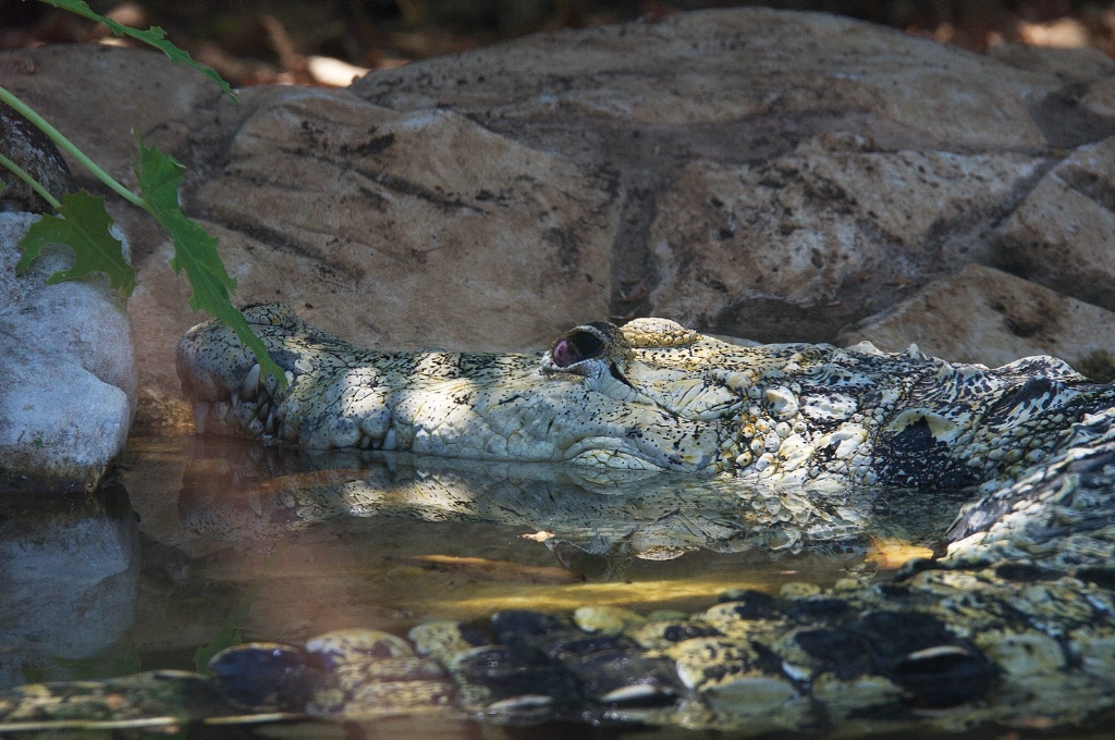 Croc in Pond