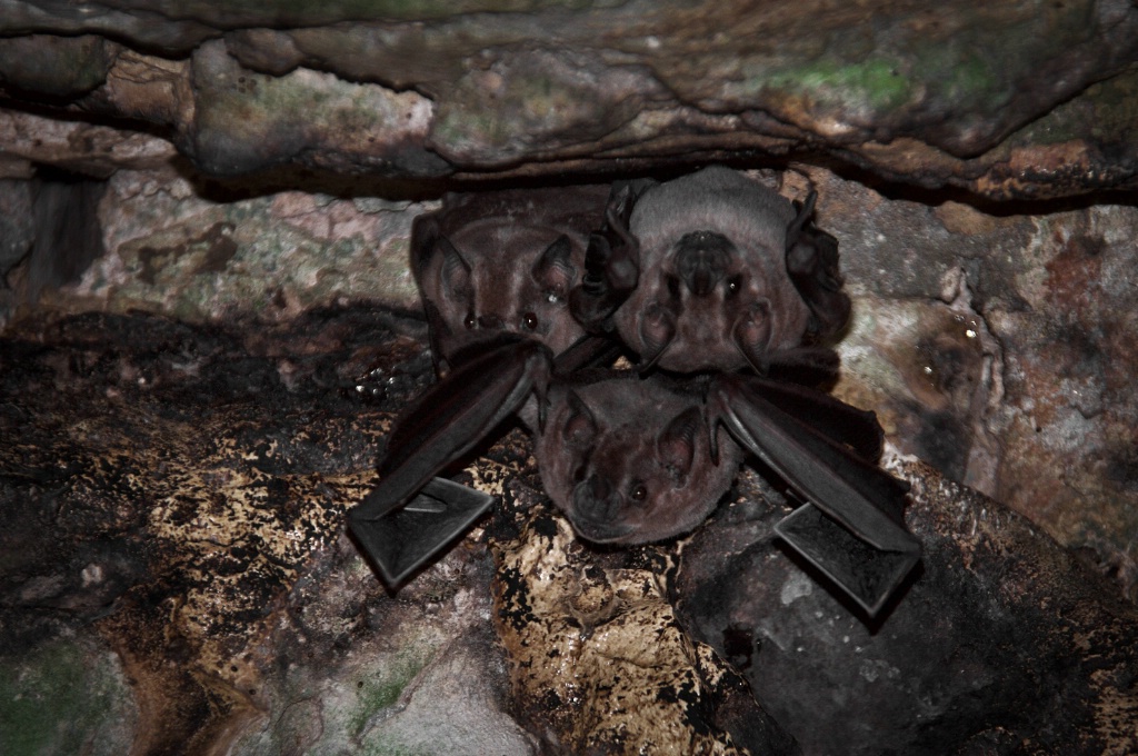 Bats in Yaxchilan Chiapas
