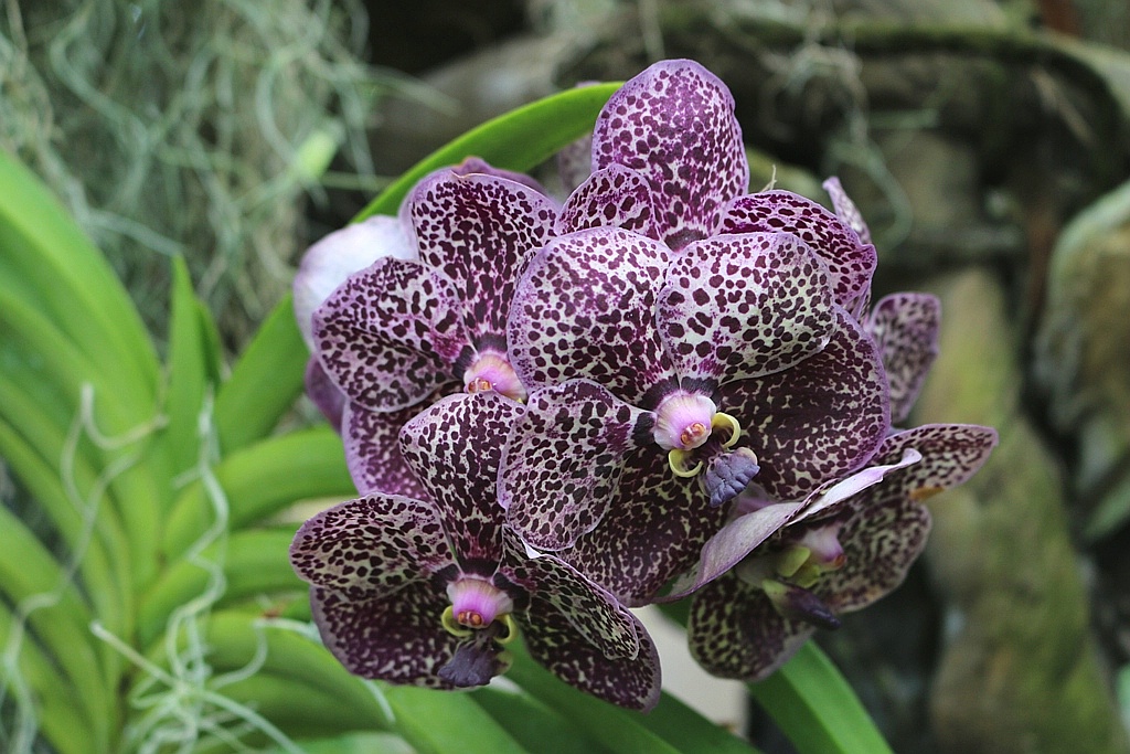 Vanda Orchid