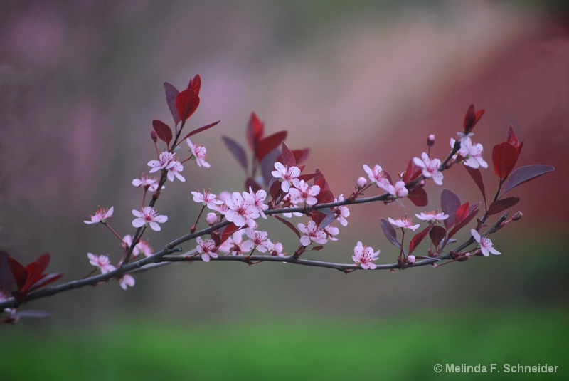 Cherry Blossoms