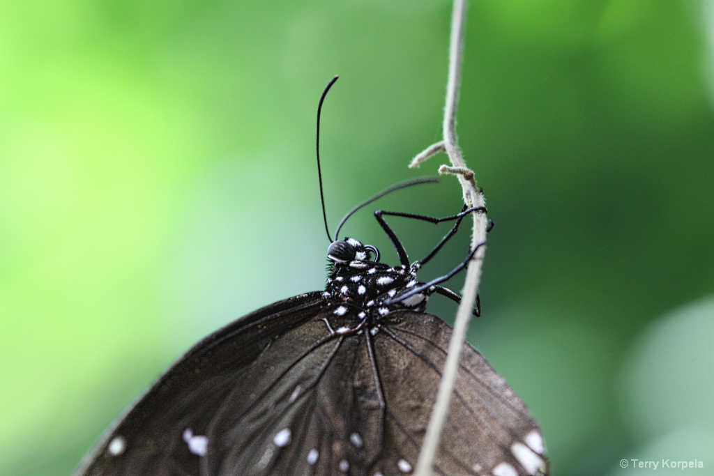 Victoria Butterfly Farm - ID: 15564806 © Terry Korpela