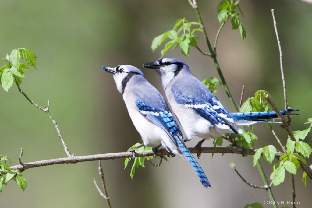 Two BlueJay Brothers with Tiger Beetle 