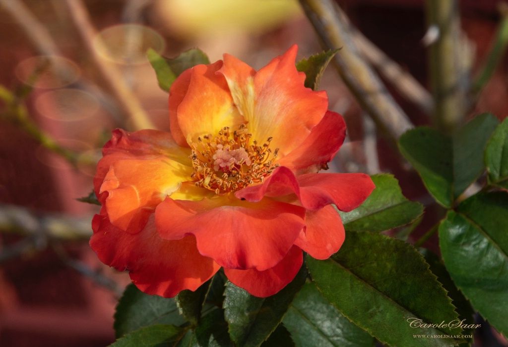 Peach knockout rose