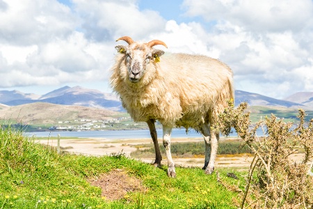 Irish Landscape With Sheep
