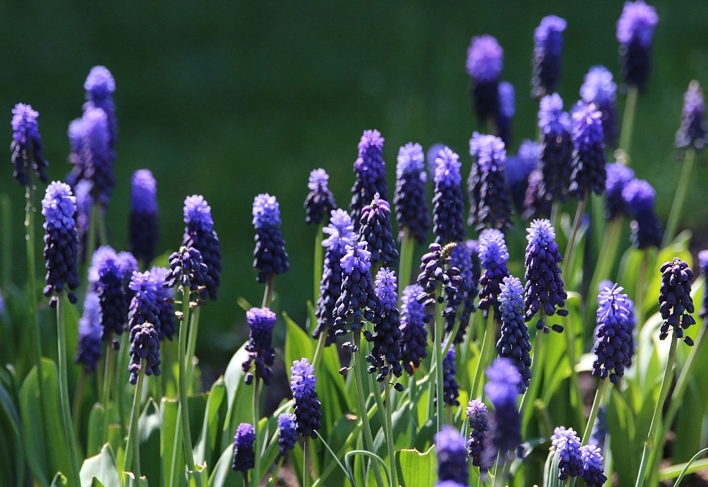 Beautiful Bi-Color Blue Grape Hyacinth