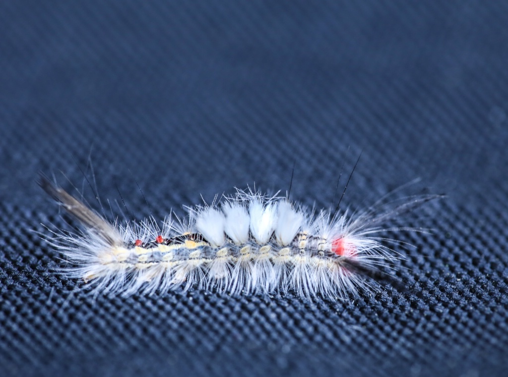 White-Marked Tussock Moth Caterpillar