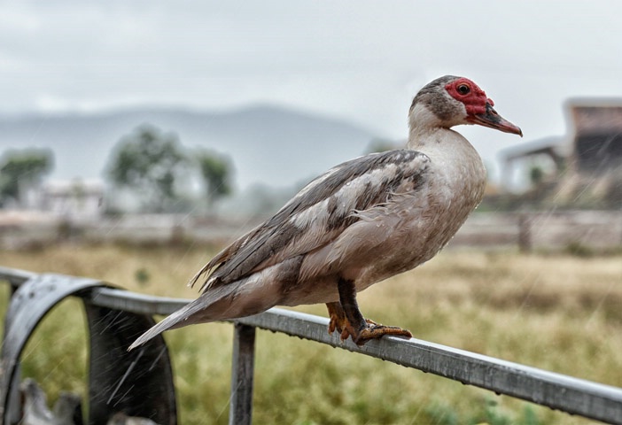 Common Duck Under Rain