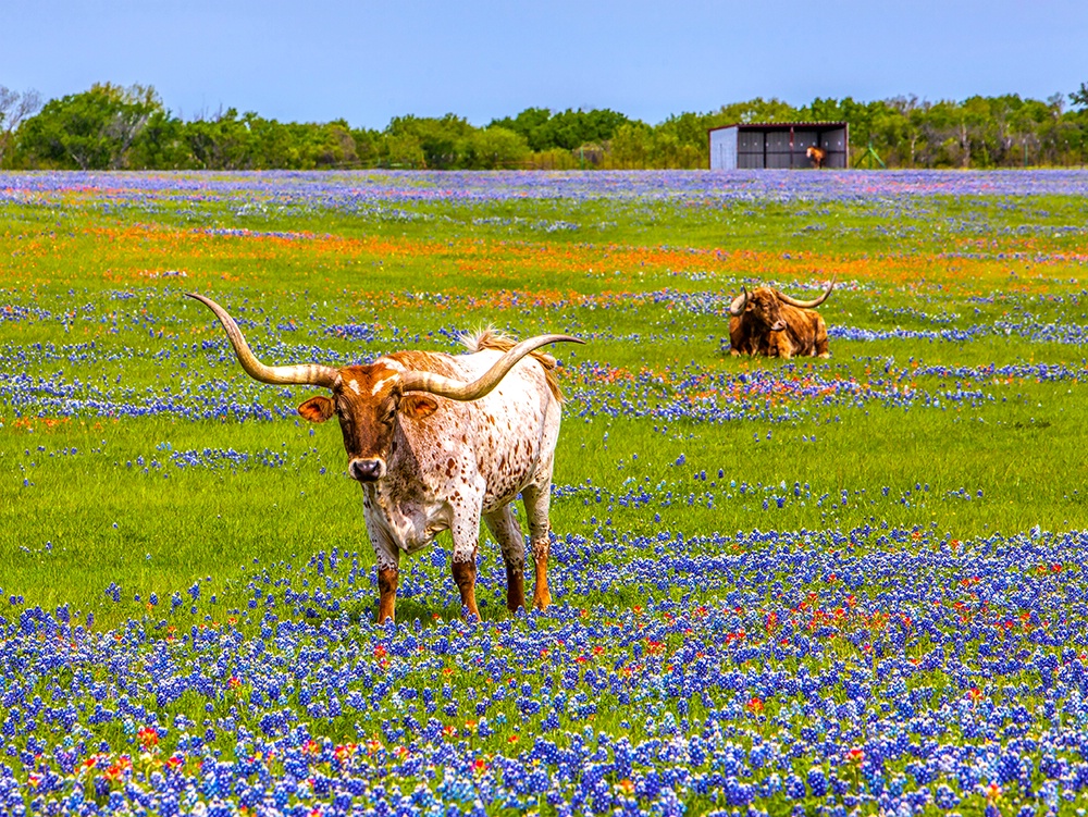 Moo in The Blue