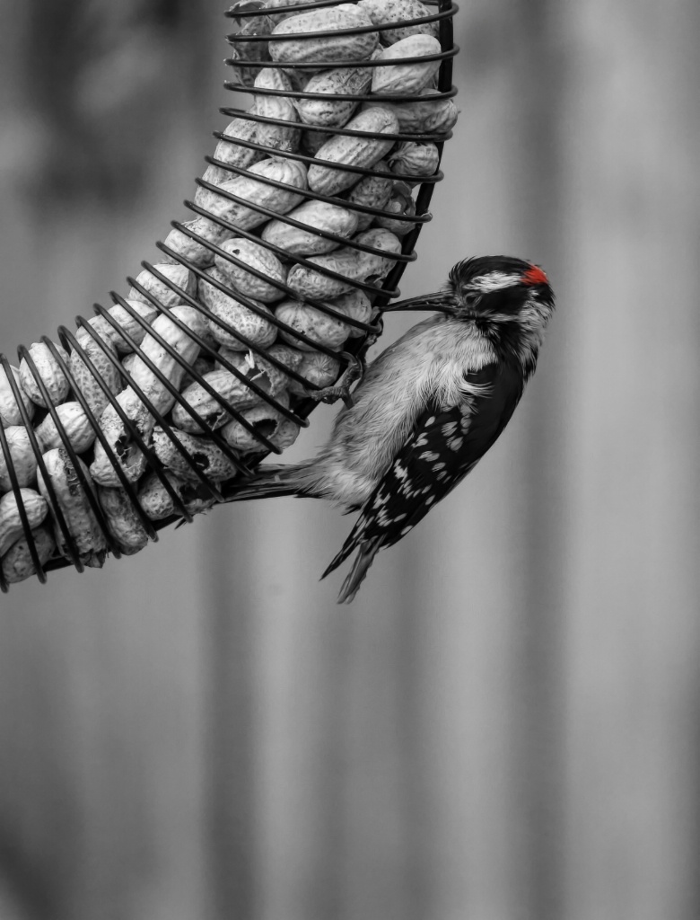 Male Downy woodpecker