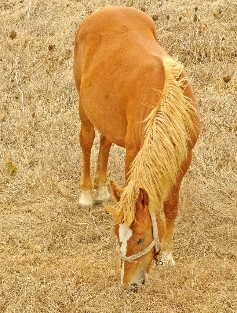 A blond beauty at the pasture.