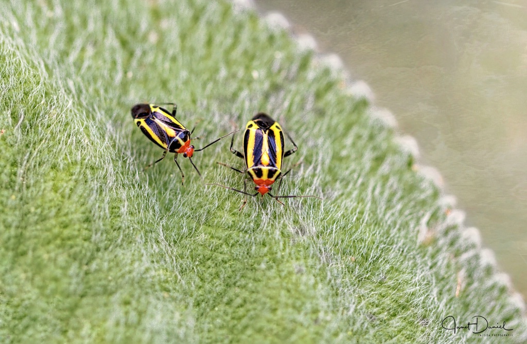 A Pair Of 4 Lined Plant Bugs
