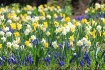 Spring Field