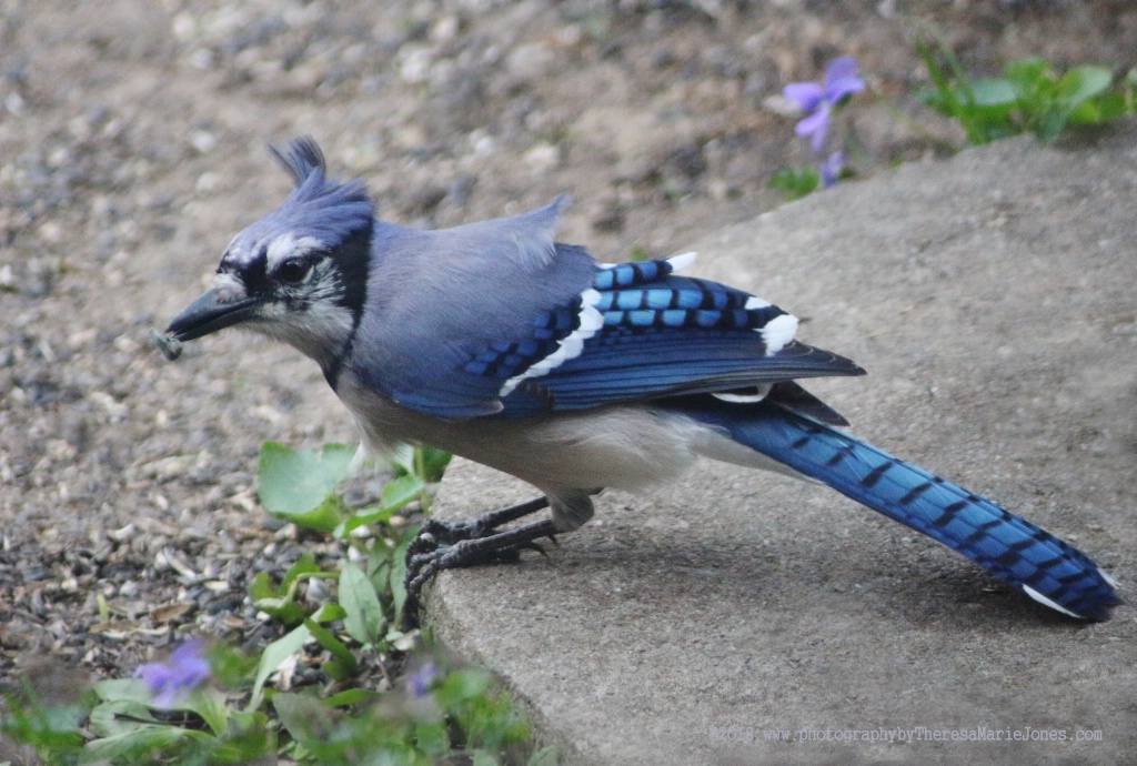 Bluejay Eating a Sunflower Seed