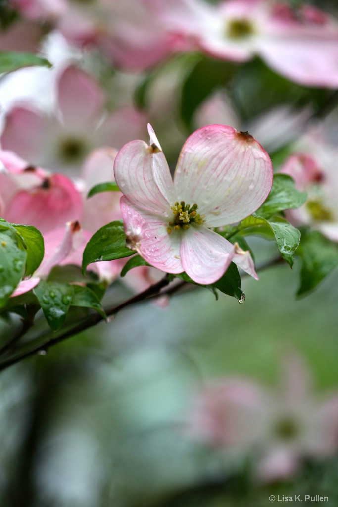 ~Rainy Day Dogwood~