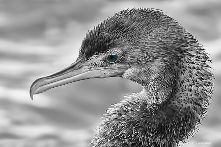 Blue-eyed Cormorant