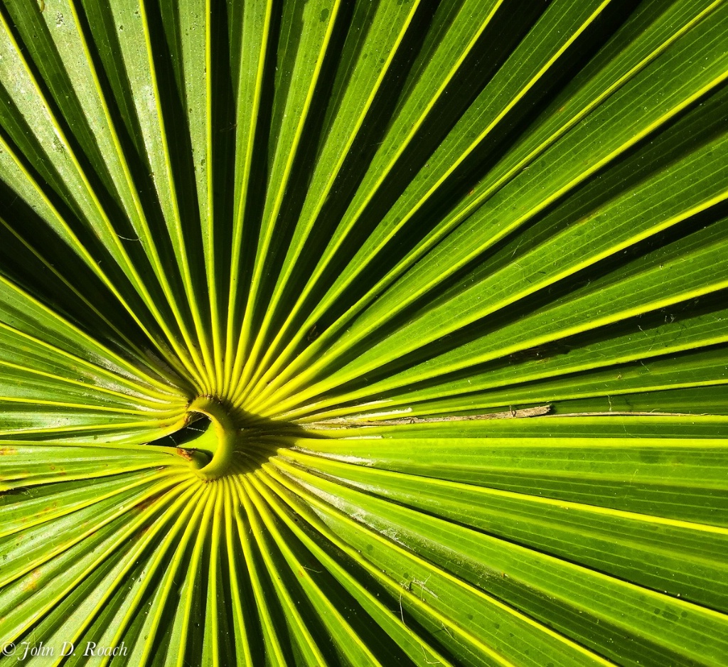 Patterns of Palm - ID: 15566833 © John D. Roach